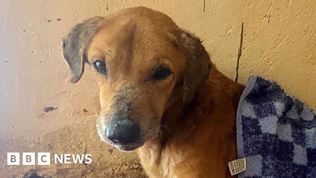 bbc-uncovers-the-scammers-exploiting-dogs-to-elicit-donations-from-animal-lovers