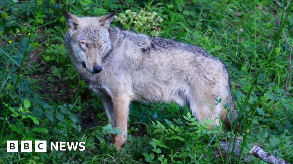 italy-poisoning-suspected-in-deaths-of-18-wolves-in-national-park
