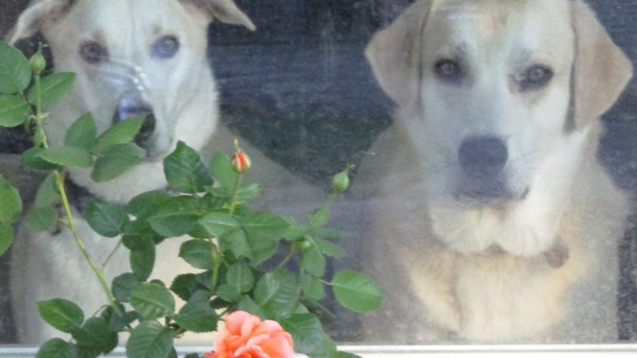 dogs-confess-exclusive-to-courthouse-news