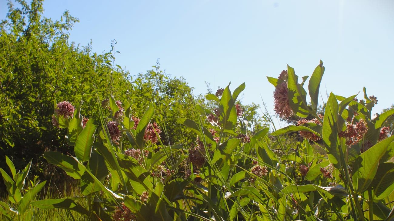 plants-may-have-weathered-dinosaur-extinction-by-doubling-their-dna